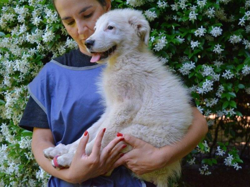 Adotta un cane, maschio, 6 mesi, Roma