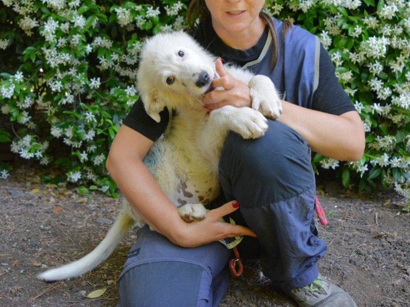 Adotta un cane, taglia media, maschio, Roma