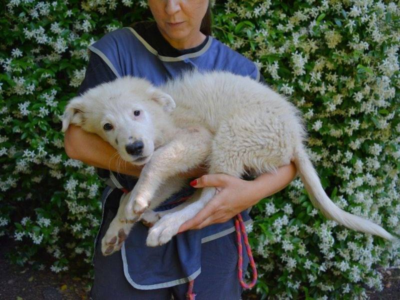 Vuoi adottare un cane a Roma?