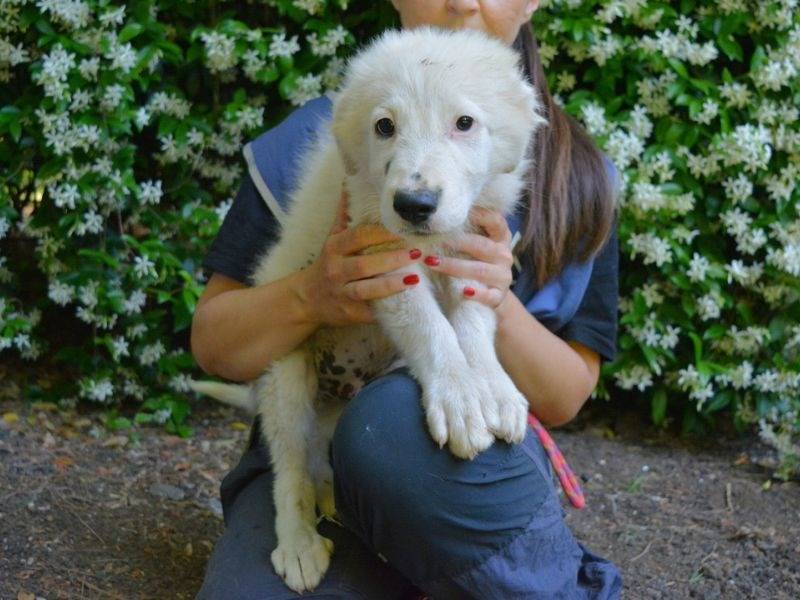 Adotta il cane Sylenor a Roma