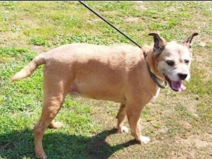 Adozione cane, maschio, Razza sconosciuta Razza sconosciuta, 11 anni e 4 mesi, taglia media contenuta, Pavia