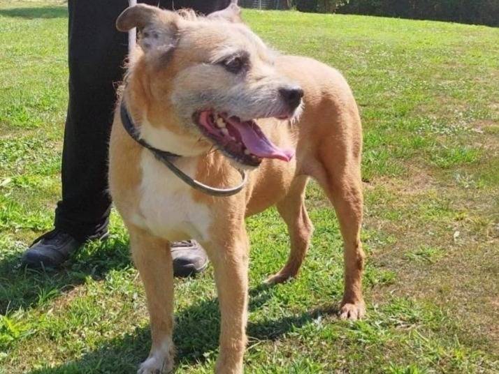 Adotta un cane, maschio, 11 anni e 4 mesi, Pavia