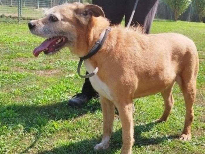 Adotta un cane, taglia media contenuta, maschio, Pavia