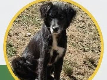 Adozione cane, femmina, Razza sconosciuta Razza sconosciuta, 5 anni, taglia media contenuta, Vibo