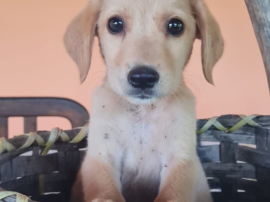 Adotta un cane, maschio, 2 mesi, Vibo