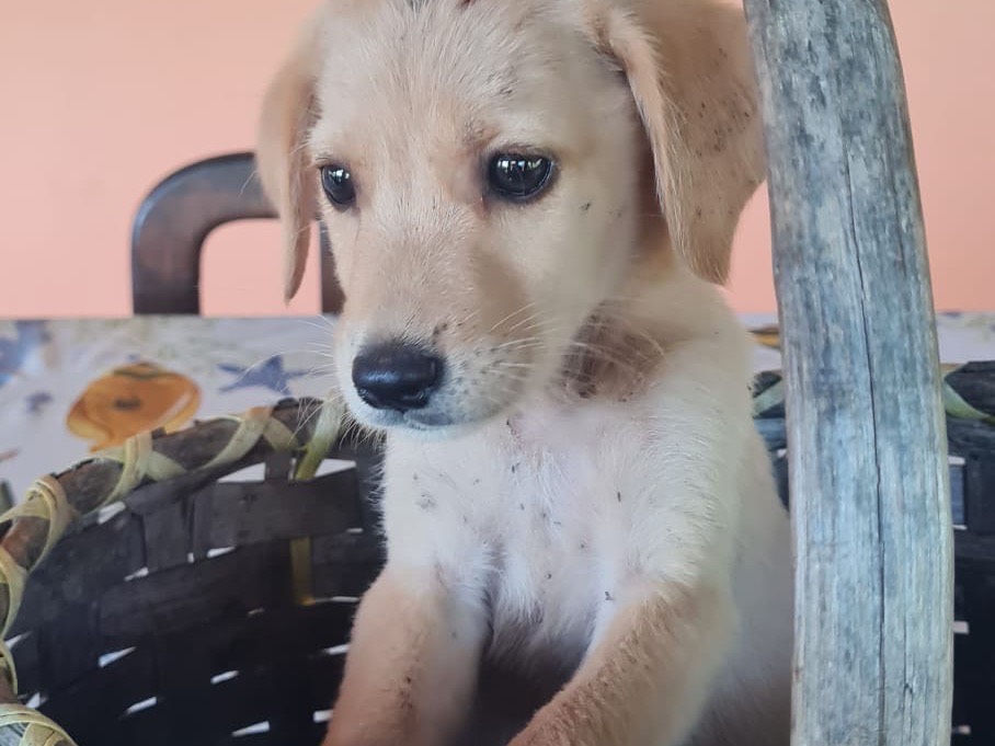 Vuoi adottare un cane a Vibo?
