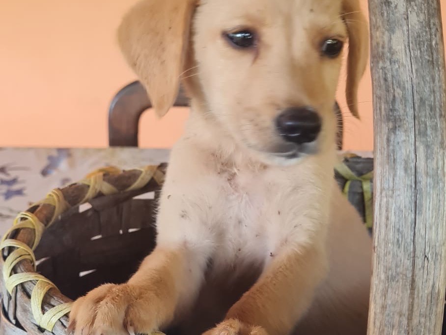 Adotta il cane Orion a Vibo