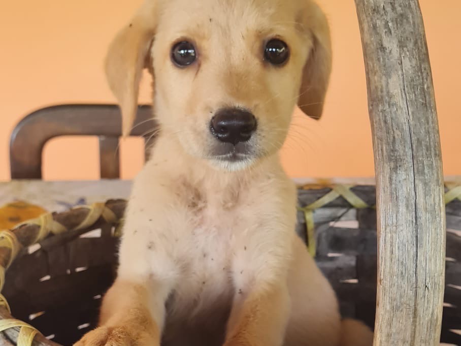 Adozione cane, maschio, Labrador Retriever Razza sconosciuta, 2 mesi, taglia media, Vibo