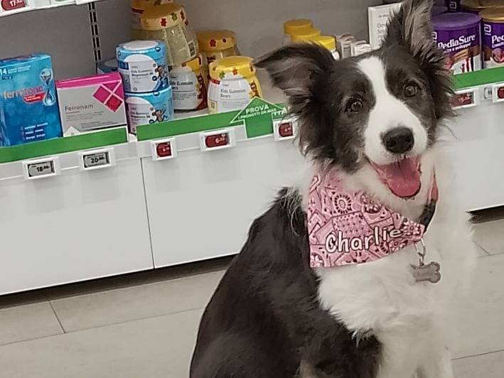 Adozione cane, femmina, Border Collie Razza sconosciuta, 8 anni e 2 mesi, taglia media contenuta, Bergamo