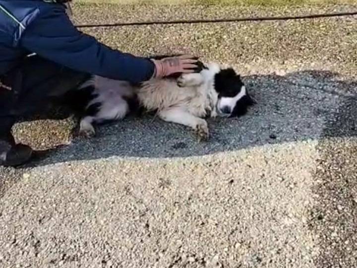 Adotta un cane, femmina, 8 anni e 2 mesi, Bergamo