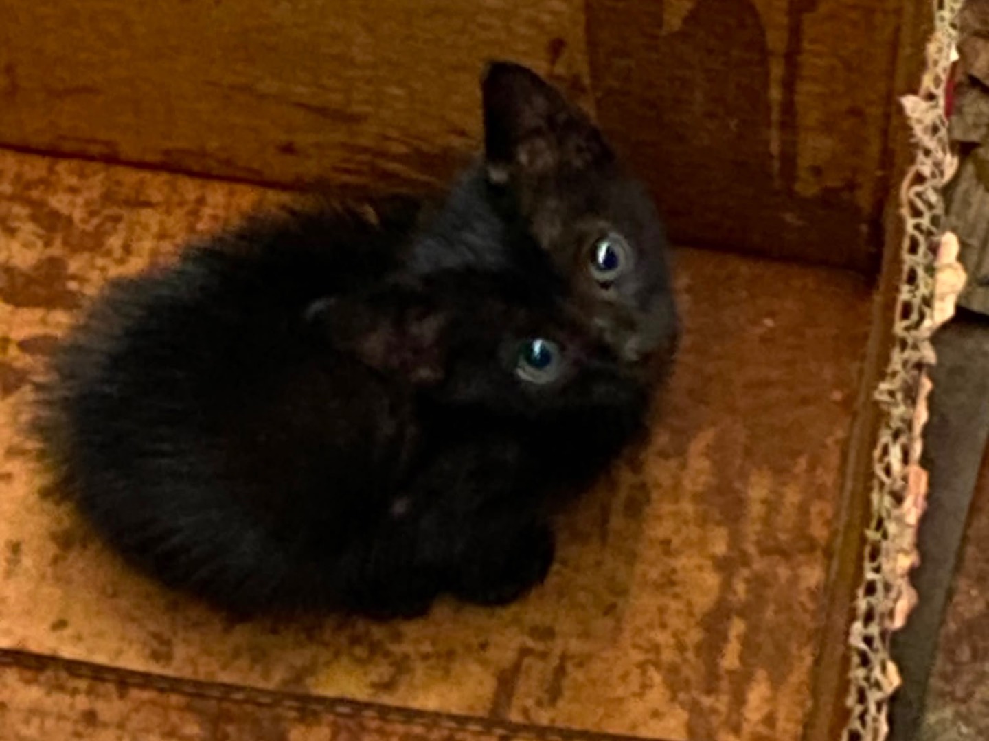 Adozione gatto, femmina, Razza sconosciuta Razza sconosciuta, 2 mesi, taglia non valida, Napoli