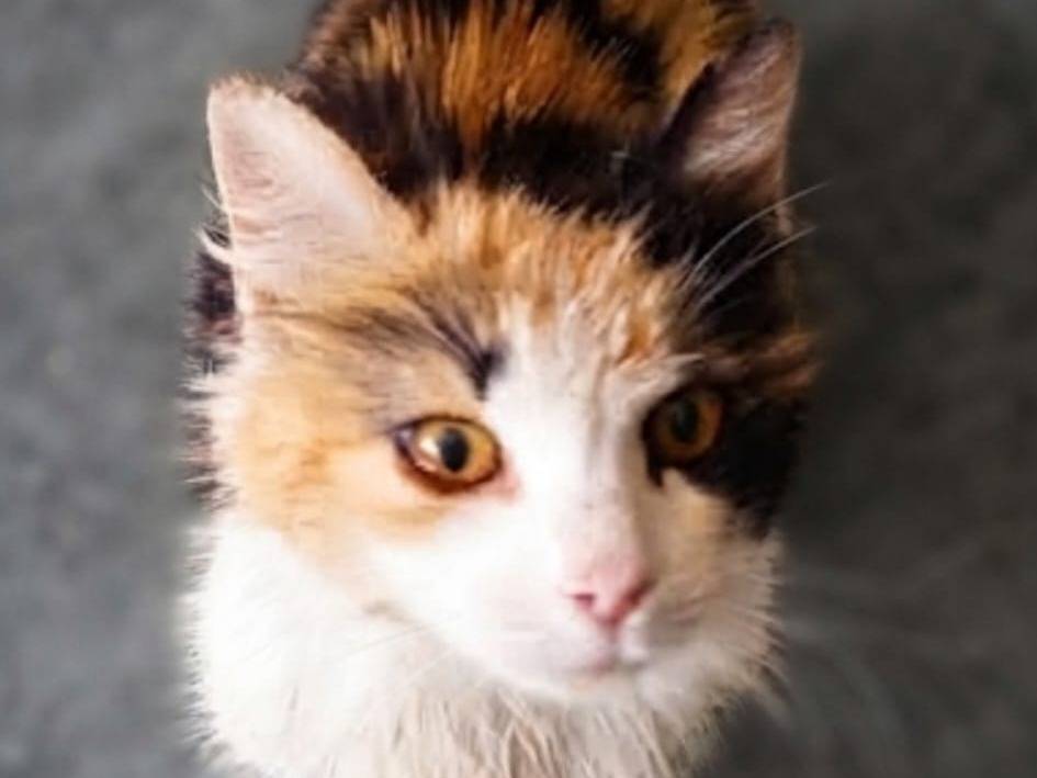 Adozione gatto, femmina, Razza sconosciuta Razza sconosciuta, 5 anni e 4 mesi, taglia non valida, Forl