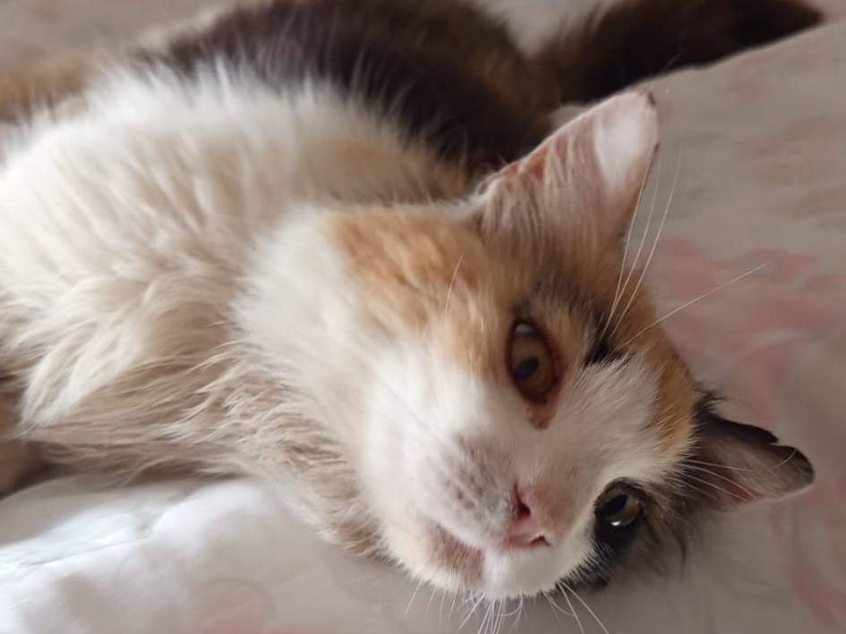 Adotta un gatto, femmina, 5 anni e 4 mesi, Forl