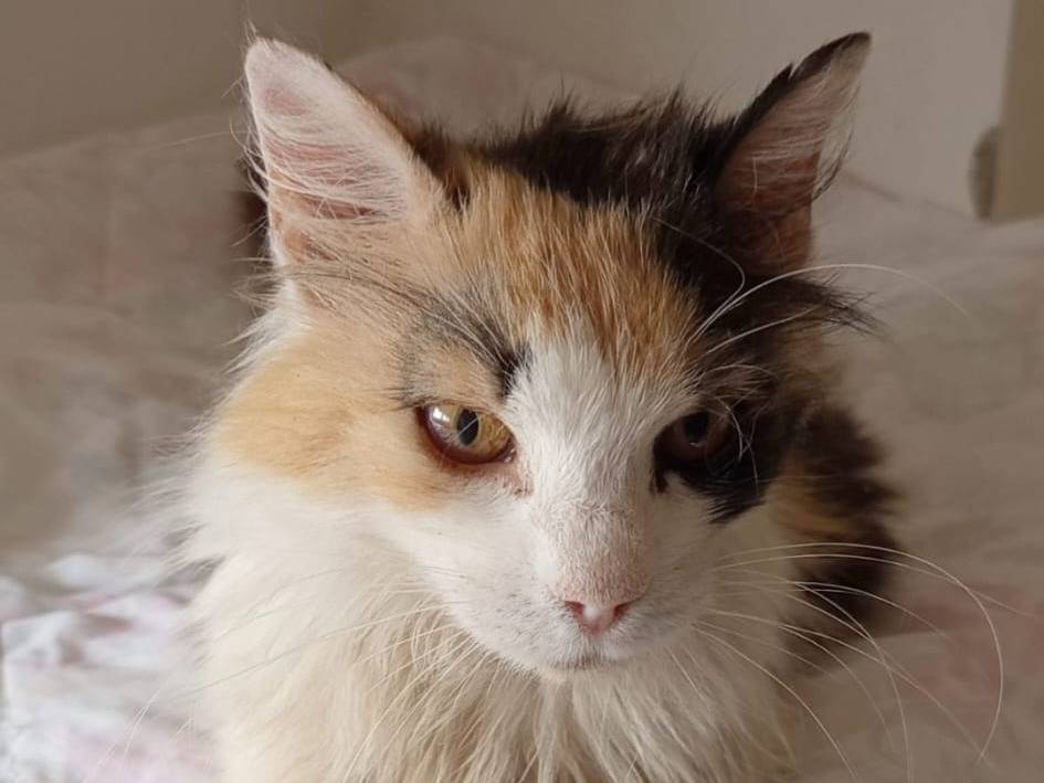Adotta un gatto, taglia non valida, femmina, Forl