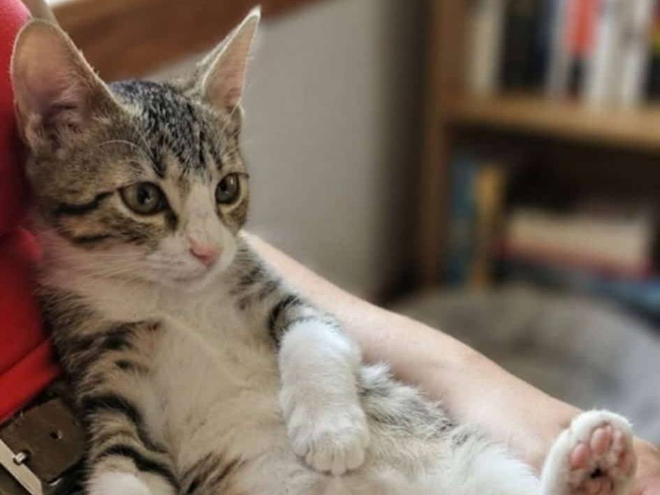 Adozione gatto, femmina, Razza sconosciuta Razza sconosciuta, 3 mesi, taglia non valida, Bologna