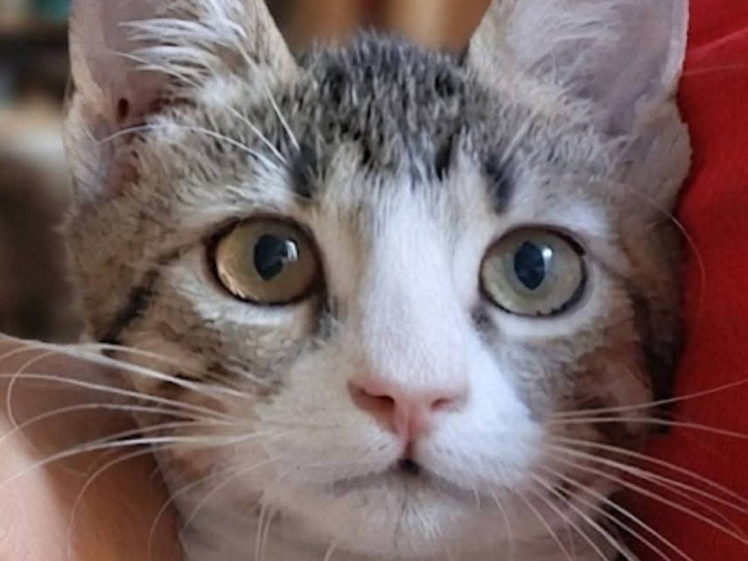 Adotta un gatto, femmina, 3 mesi, Bologna