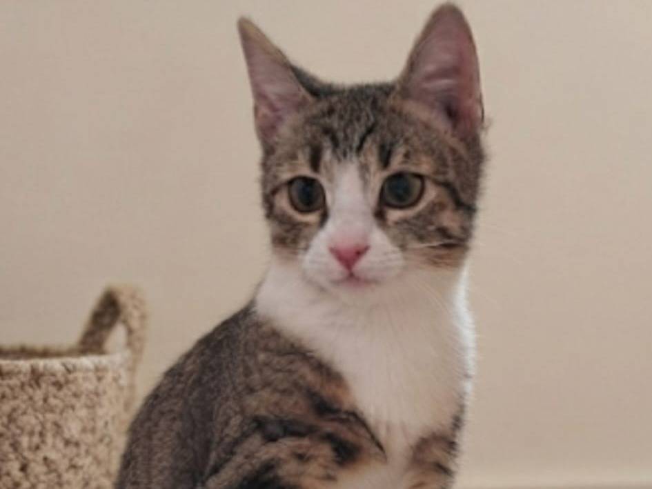 Adotta un gatto, taglia non valida, femmina, Bologna