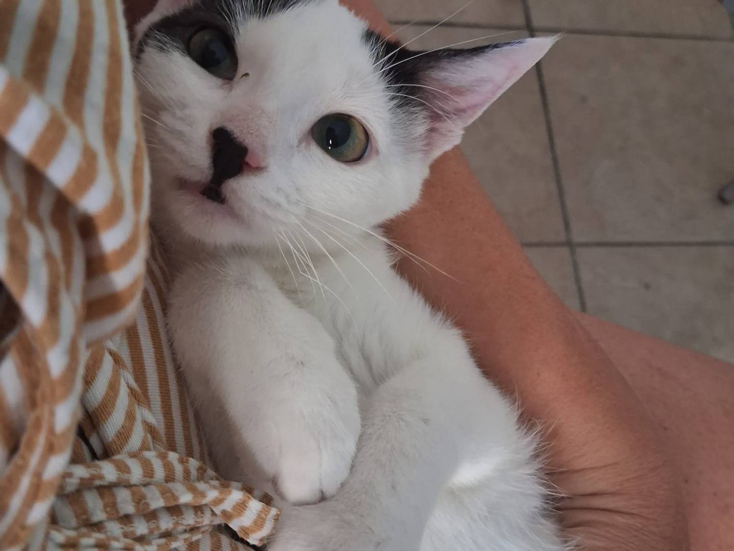 Adozione gatto, femmina, Razza sconosciuta Razza sconosciuta, 4 mesi, taglia non valida, Monza