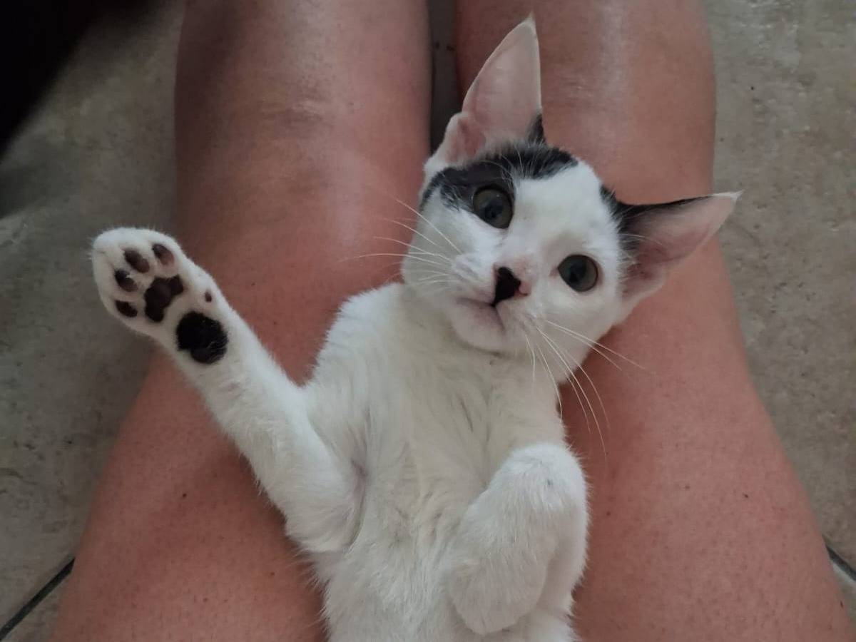Adotta un gatto, femmina, 4 mesi, Monza