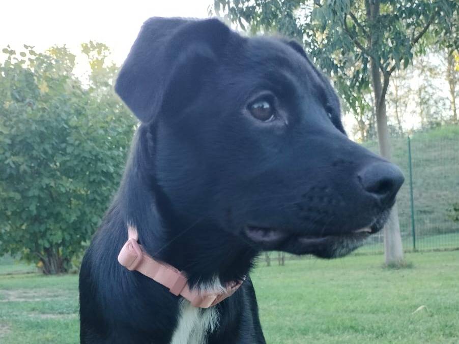 Adotta un cane, femmina, 6 mesi, Parma