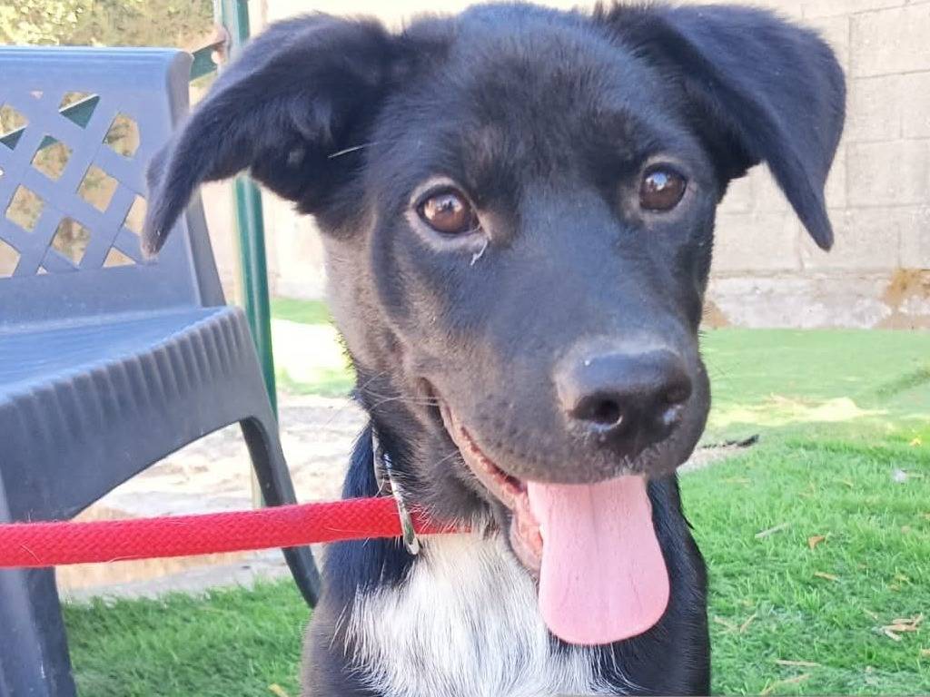 Adozione cane, femmina, Razza sconosciuta Razza sconosciuta, 6 mesi, taglia media, Parma