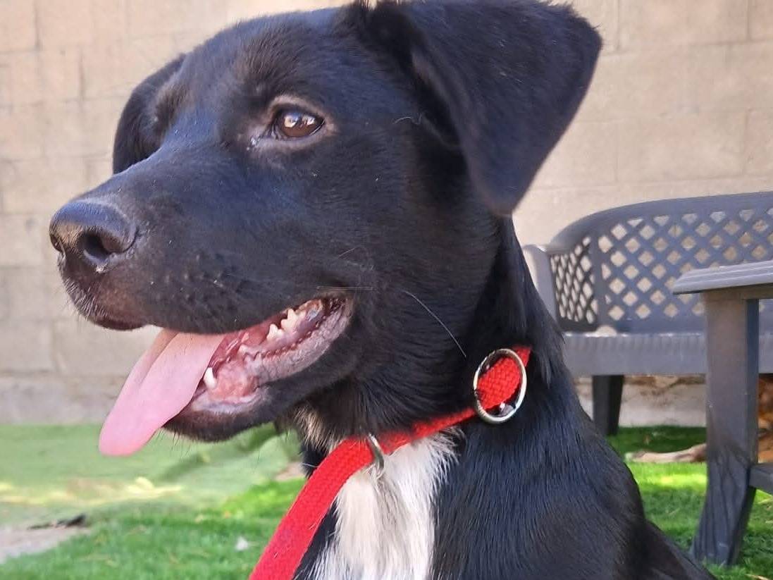Adotta un cane, taglia media, femmina, Parma