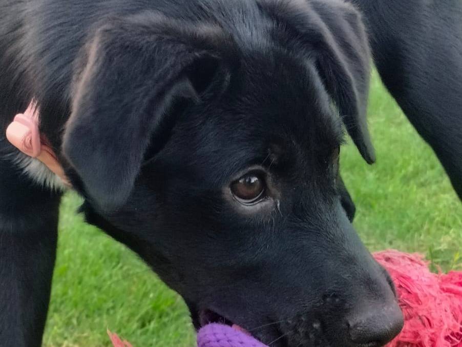 Vuoi adottare un cane a Parma?