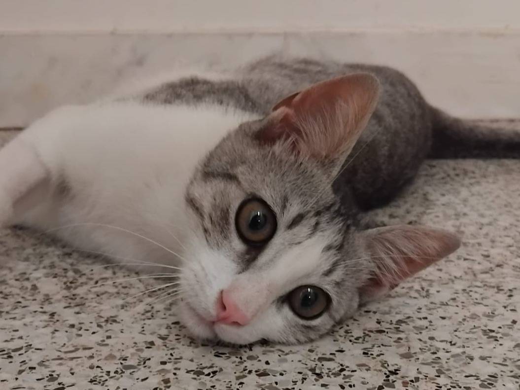 Adozione gatto, maschio, Razza sconosciuta Razza sconosciuta, 5 mesi, taglia non valida, Brescia