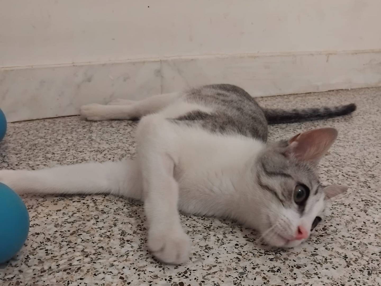 Adotta un gatto, maschio, 5 mesi, Brescia