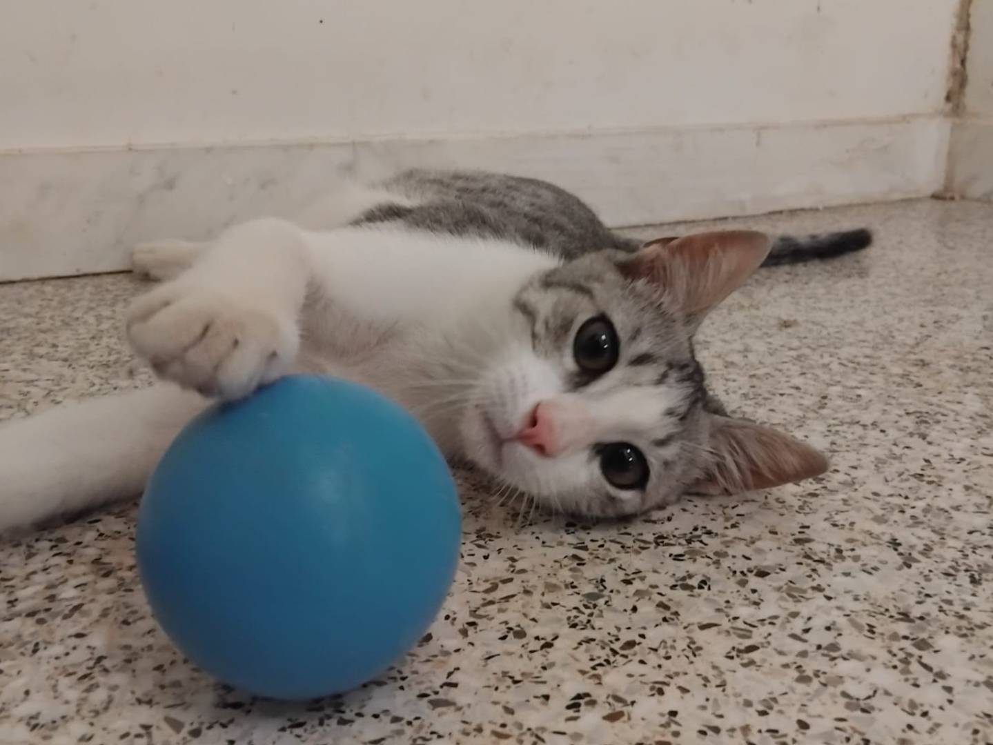 Vuoi adottare un gatto a Brescia?