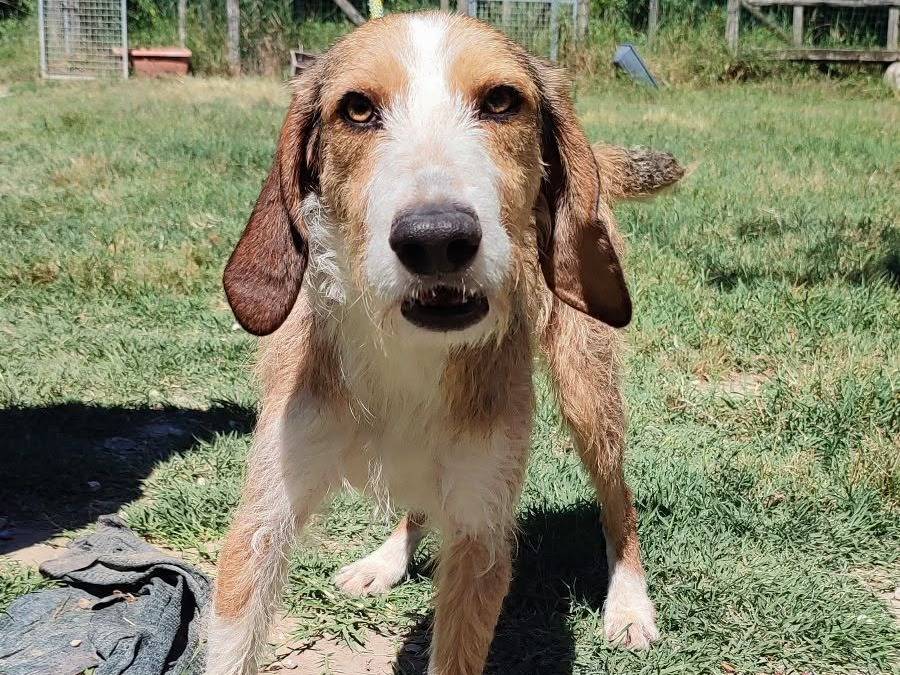 Adozione cane, maschio, Segugio Razza sconosciuta, 3 anni, taglia media, Pavia