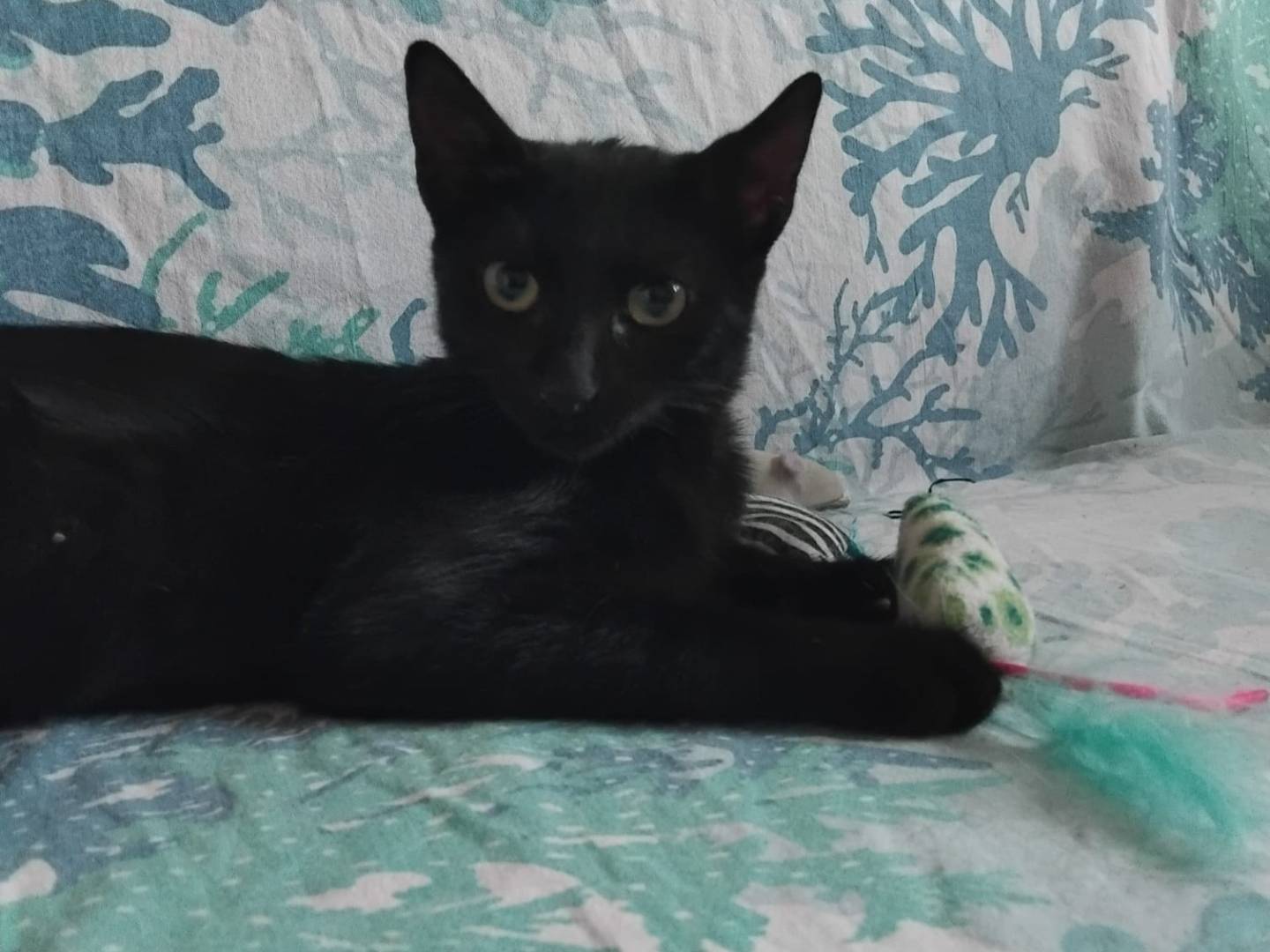 Adozione gatto, femmina, Razza sconosciuta Razza sconosciuta, 4 mesi, taglia non valida, Brescia