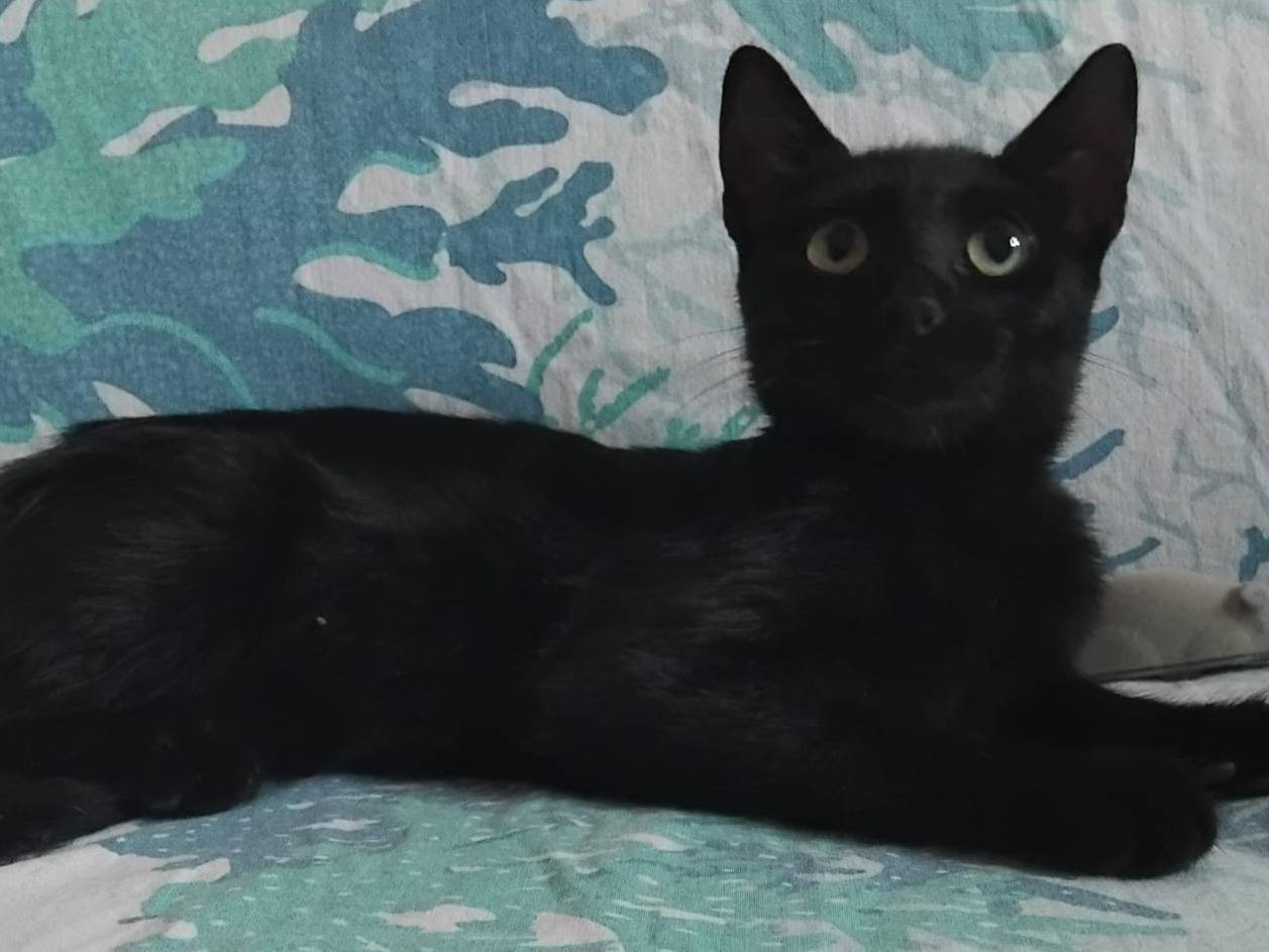 Adotta un gatto, femmina, 4 mesi, Brescia