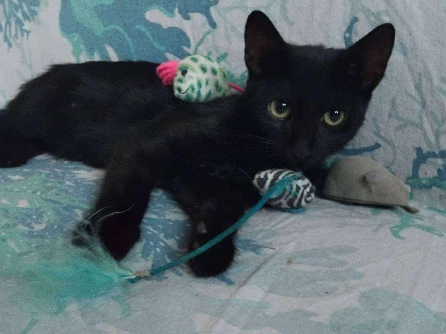 Adotta un gatto, taglia non valida, femmina, Brescia
