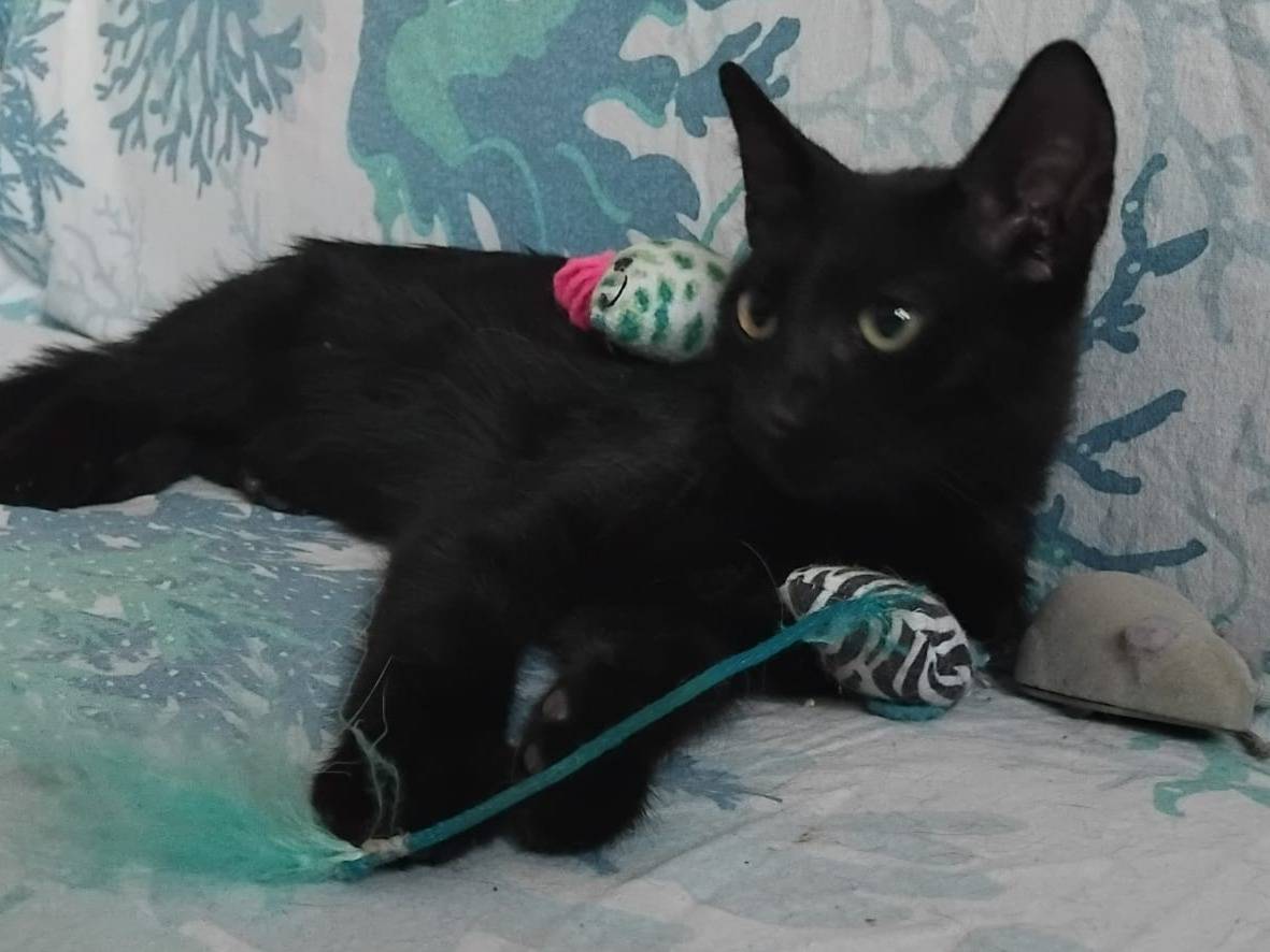 Vuoi adottare un gatto a Brescia?