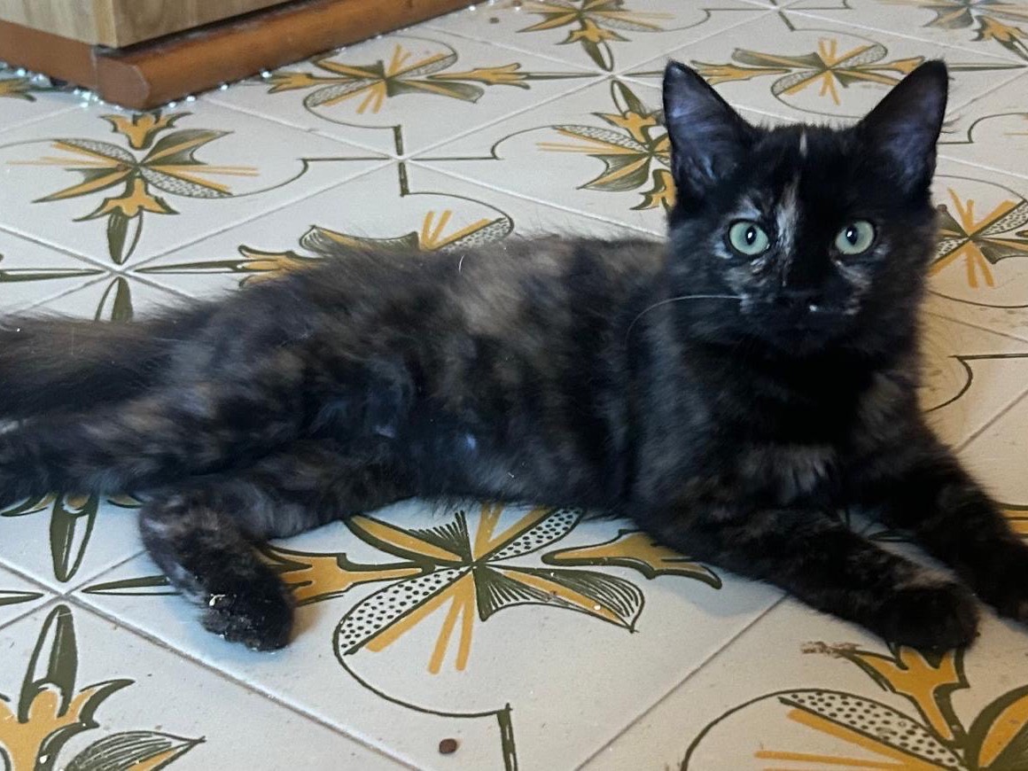 Adotta un gatto, taglia non valida, femmina, Siracusa