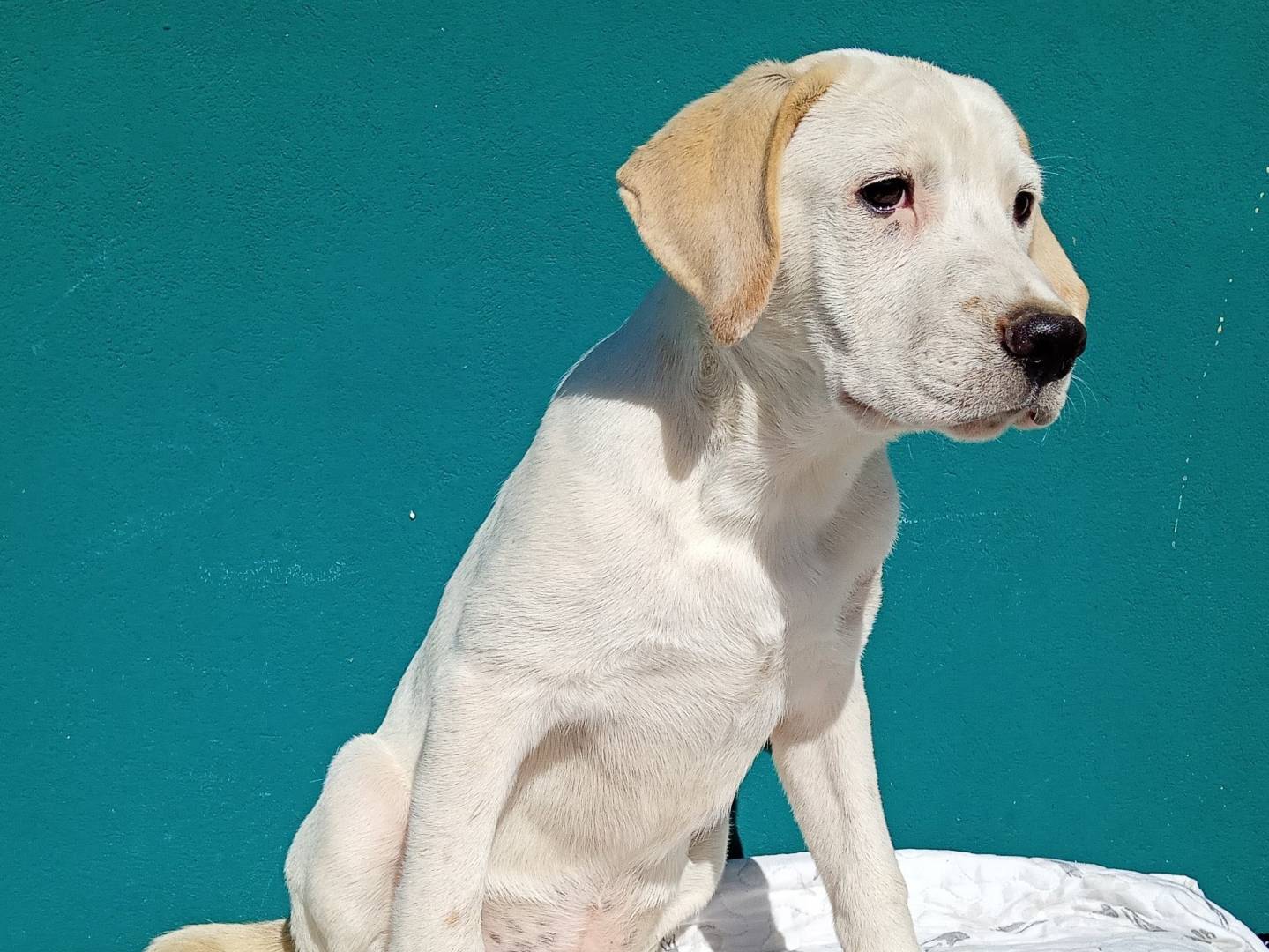 Adotta un cane, taglia grande, maschio, Varese