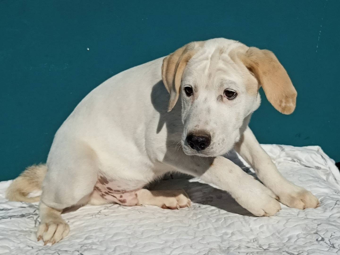 Adotta il cane ICE  a Varese