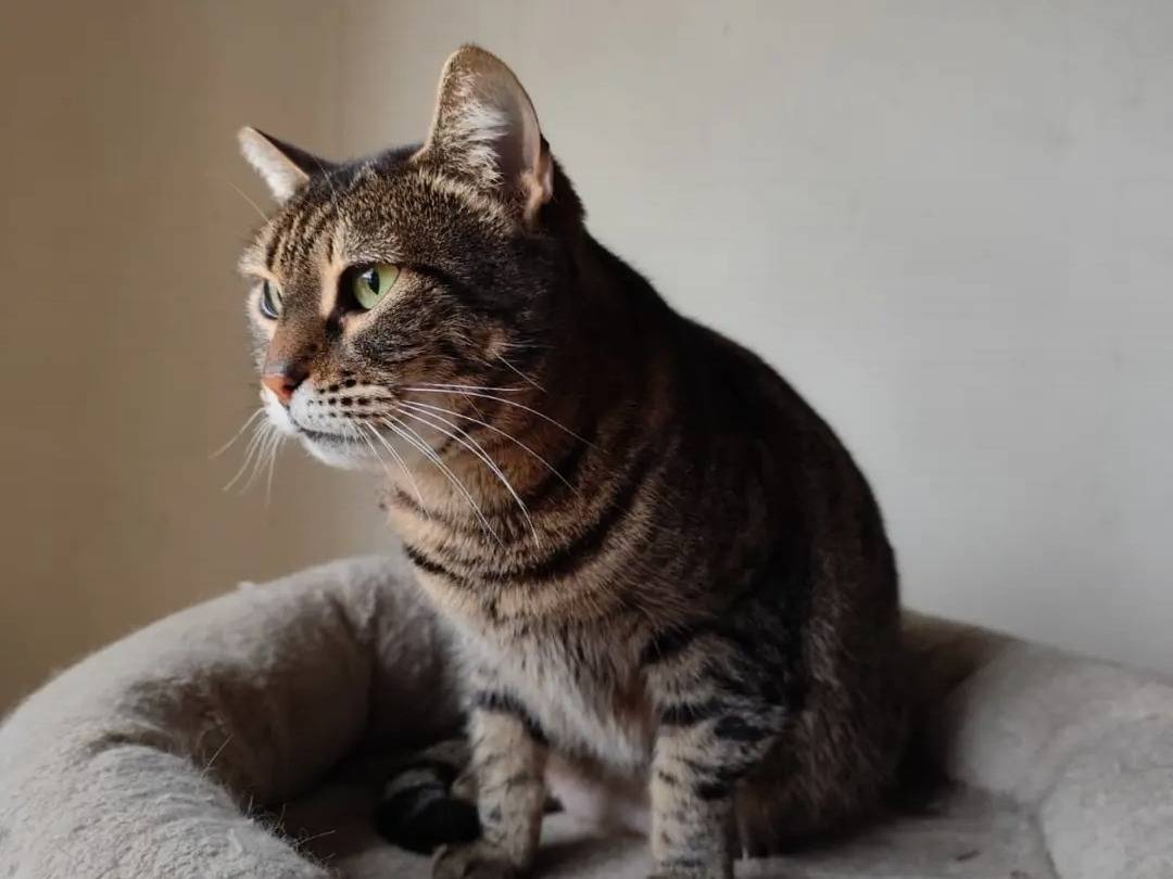 Adotta un gatto, femmina, 6 anni e 5 mesi, Pavia
