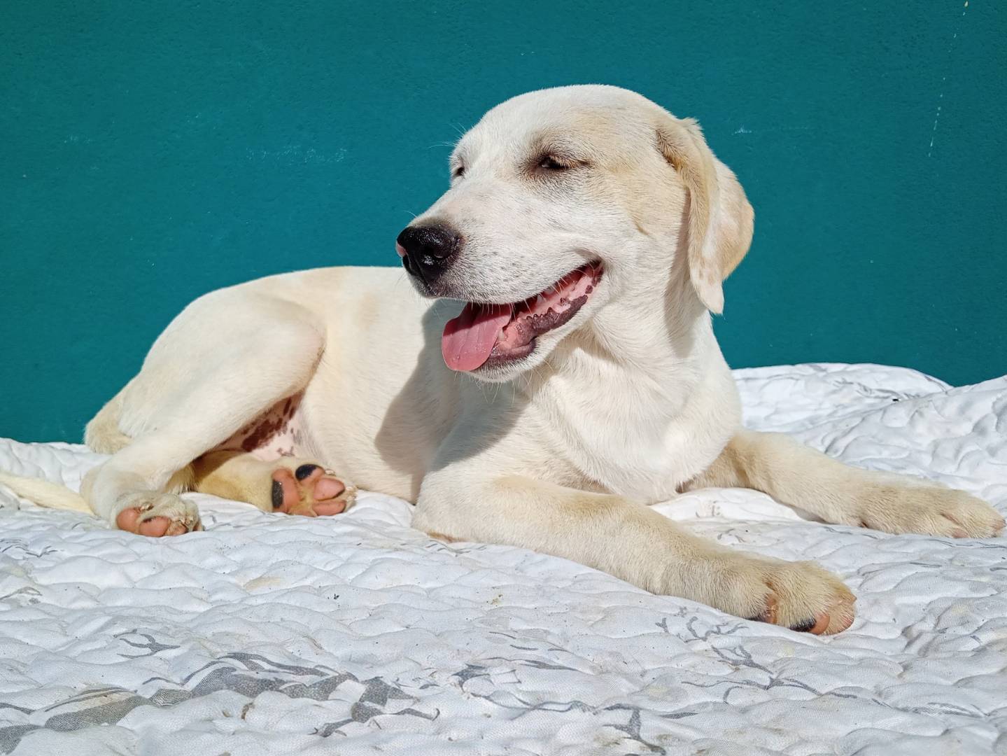 Vuoi adottare un cane a Bergamo?