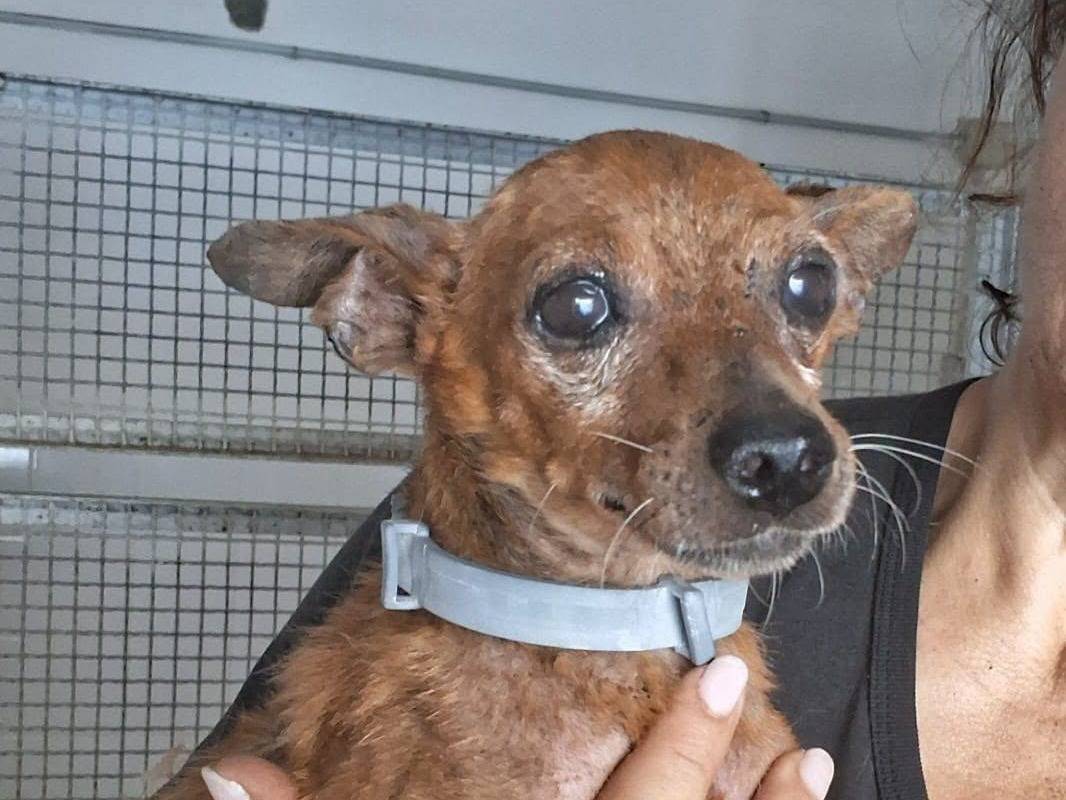 Adozione cane, maschio, Pinscher Razza sconosciuta, 5 anni e 9 mesi, taglia piccola, Caserta