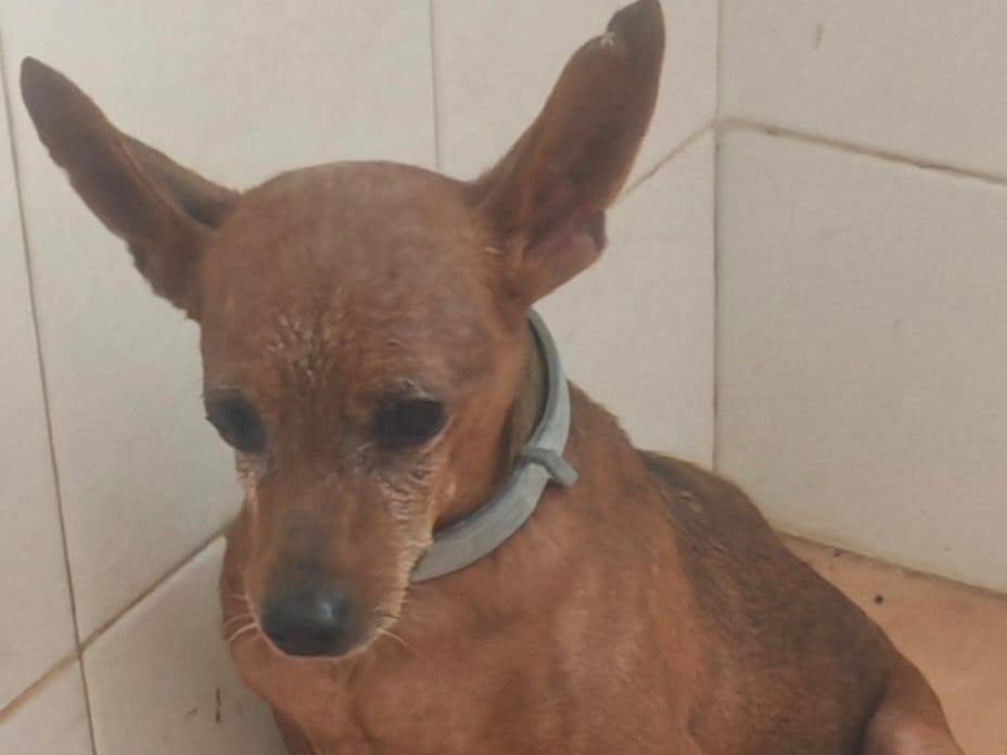 Adotta un cane, maschio, 5 anni e 9 mesi, Caserta