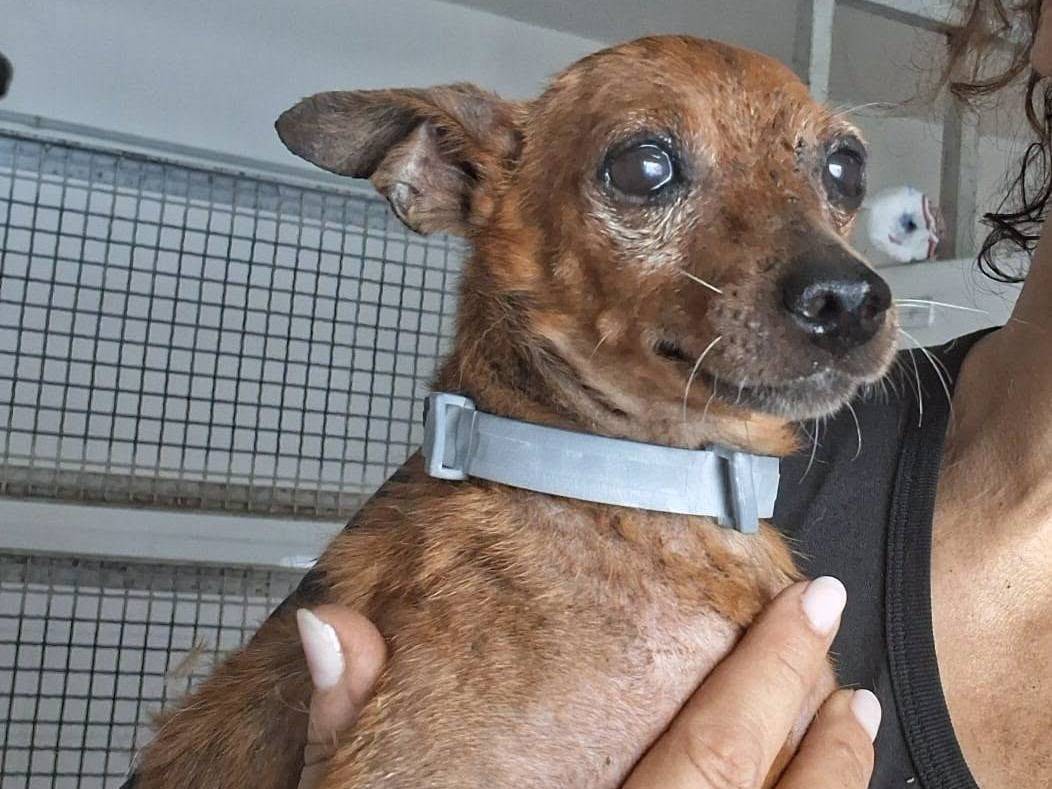 Adotta un cane, taglia piccola, maschio, Caserta