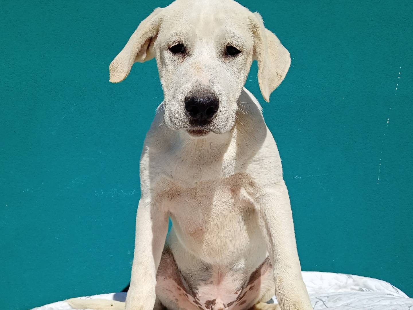 Adotta un cane, taglia grande, maschio, Torino