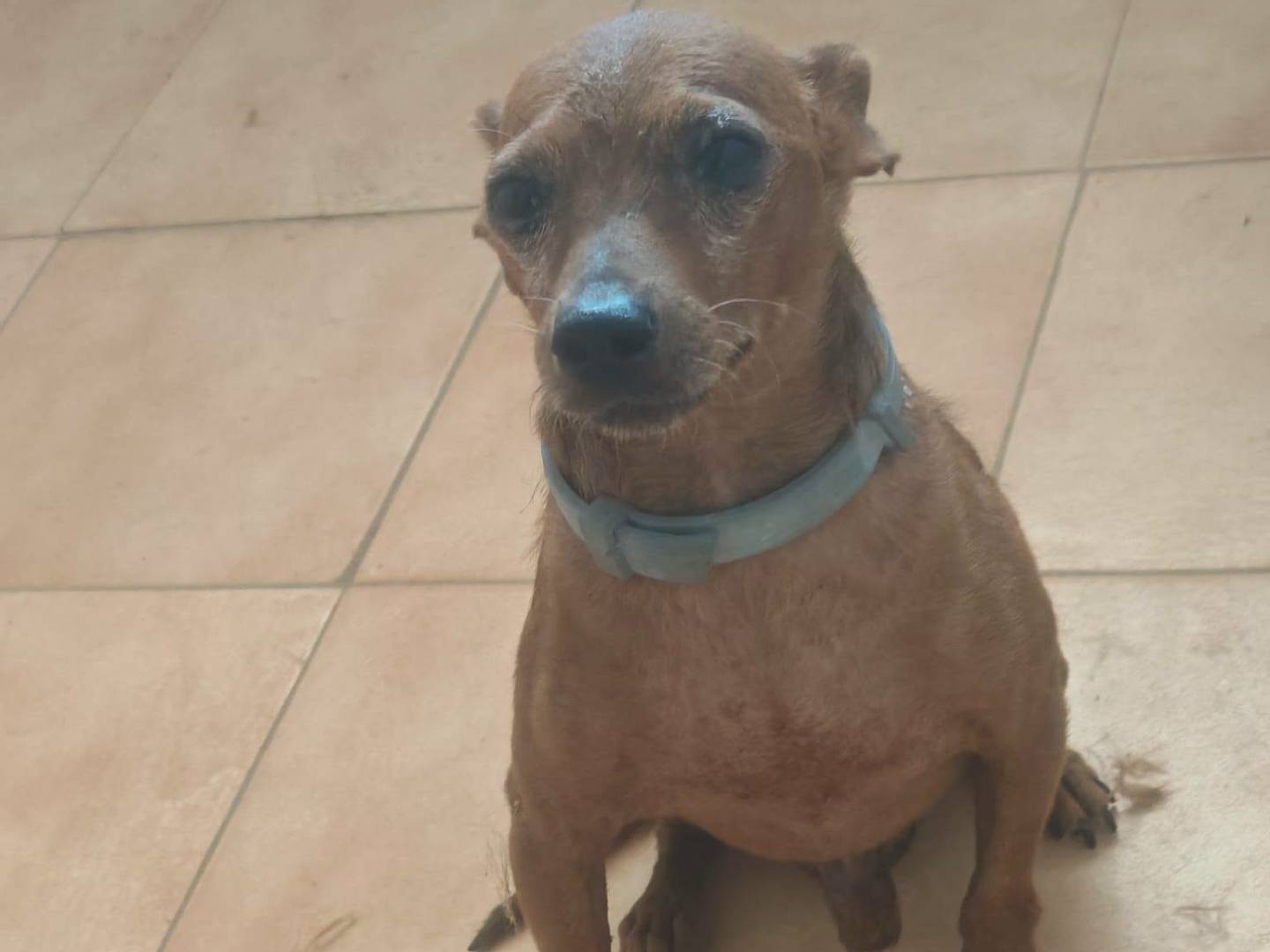 Vuoi adottare un cane a Caserta?