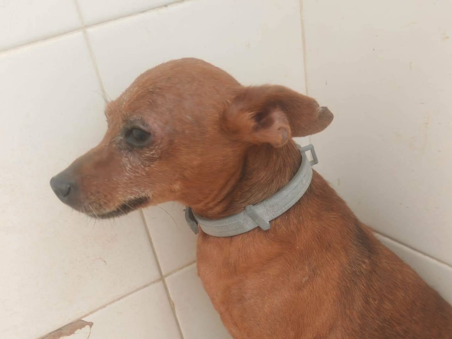 Adotta il cane CICO a Caserta