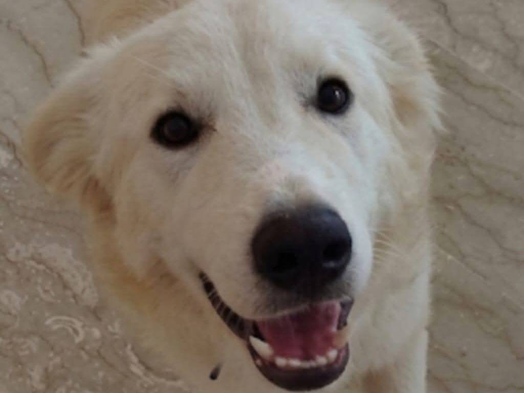 Adotta un cane, femmina, 6 mesi, Latina