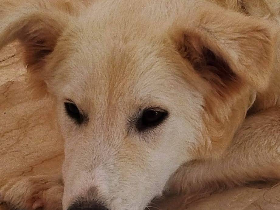 Adotta un cane, taglia media contenuta, femmina, Latina