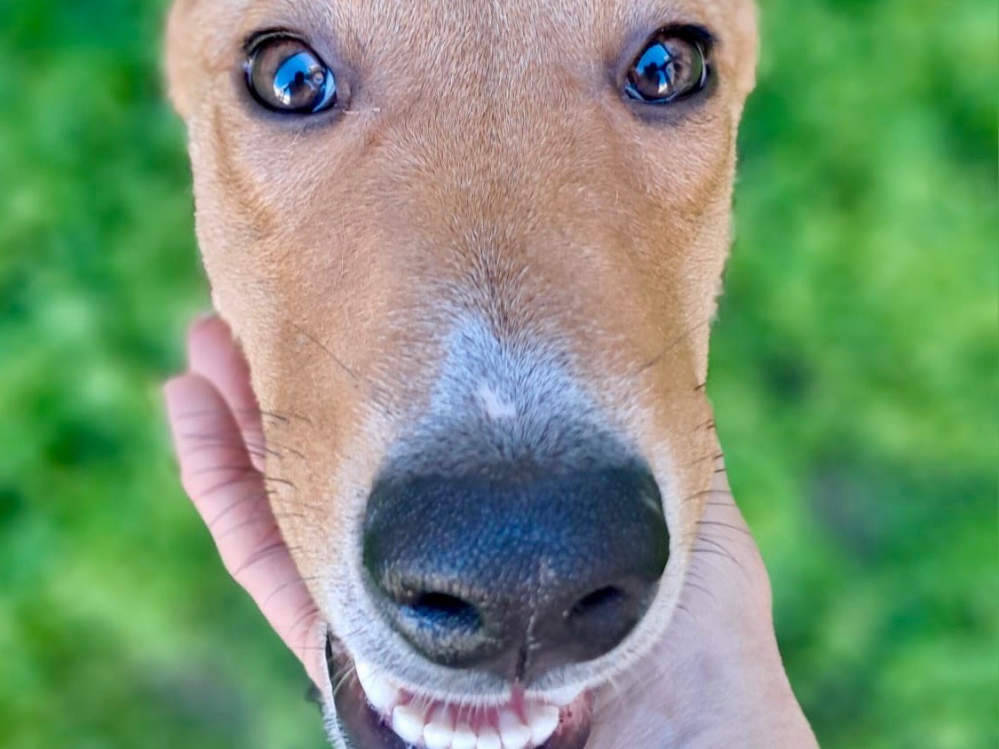 Adozione cane, femmina, Razza sconosciuta Razza sconosciuta, 1 anno e 3 mesi, taglia media contenuta, Milano