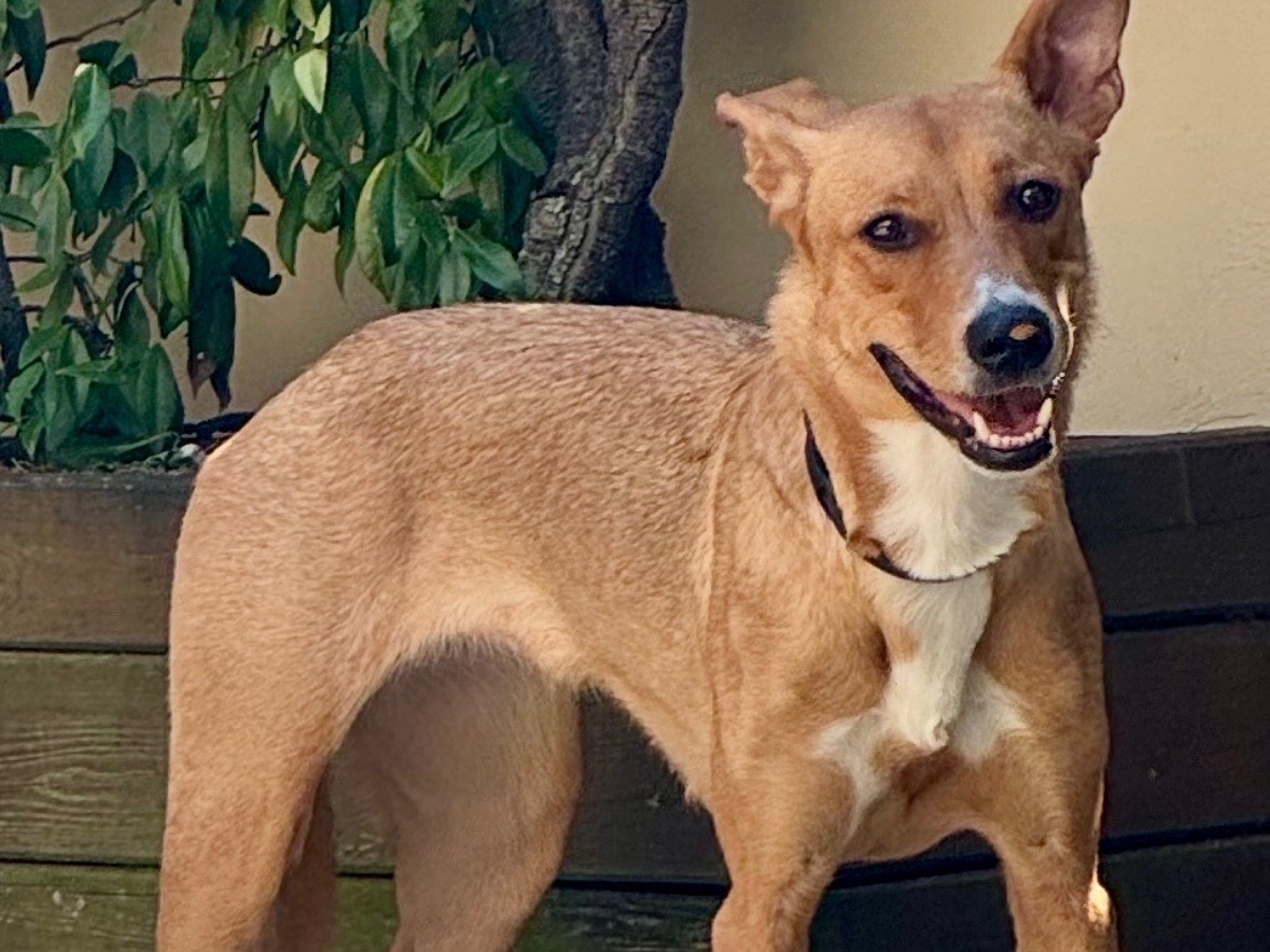 Adotta un cane, femmina, 1 anno e 3 mesi, Milano